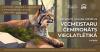 JĒKABPILS NOVADA ATKLĀTAIS VECMEISTARU ČEMPIONĀTS VIEGLATLĒTIKĀ TELPĀS